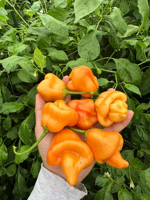 Tangerine Tiger Pepper Seeds - Heirloom Variety for Unique Gardens