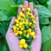 Tennessee Teardrops Pepper Seeds - Heirloom Vegetable Seeds