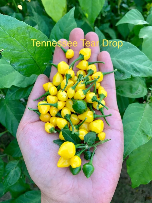 Tennessee Teardrops Pepper Seeds - Heirloom Vegetable Seeds