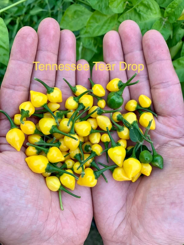 Tennessee Teardrops Pepper Seeds - Heirloom Vegetable Seeds