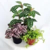 Terrarium Plants - 3 Pack - 2 inch Pots - Assorted Varieties