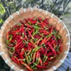 Thai Burapa Pepper Seeds - Heirloom Variety - Garden Chili - Hot Peppers