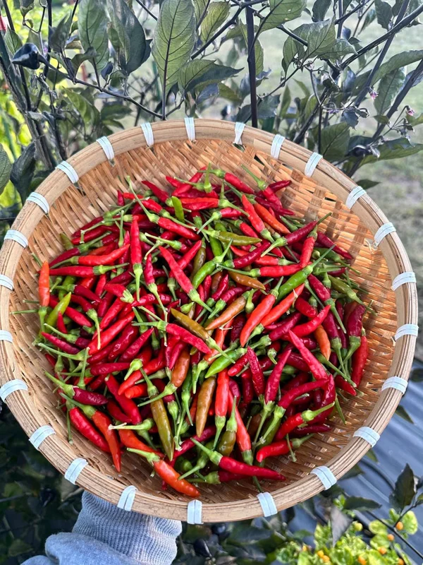 Thai Burapa Pepper Seeds - Heirloom Variety - Garden Chili - Hot Peppers