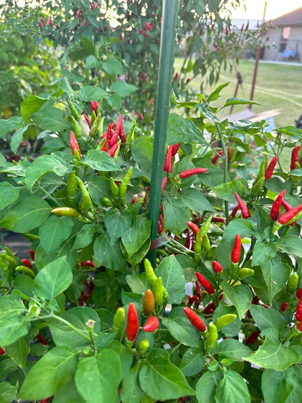 Thai Burapa Pepper Seeds - Heirloom Variety - Garden Chili - Hot Peppers