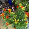 Thai Fire Finger Pepper Seeds - Heirloom Variety