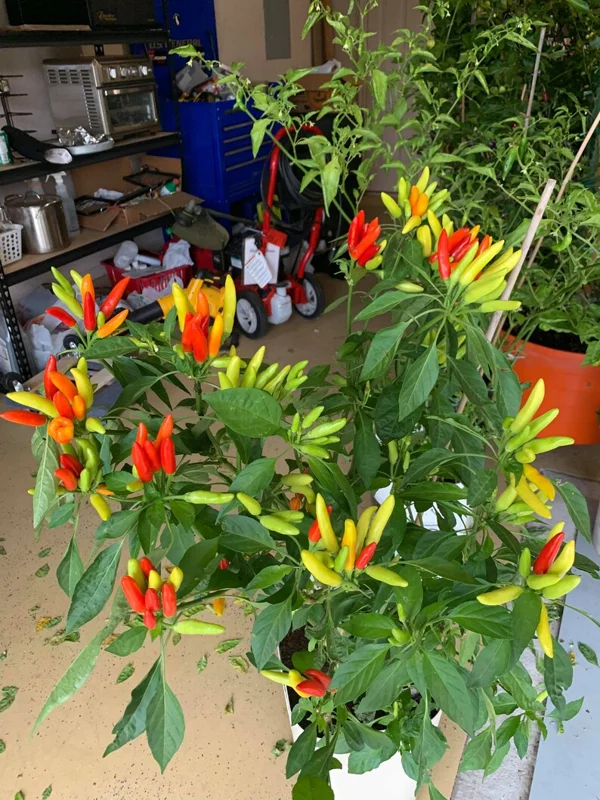Thai Fire Finger Pepper Seeds - Heirloom Variety