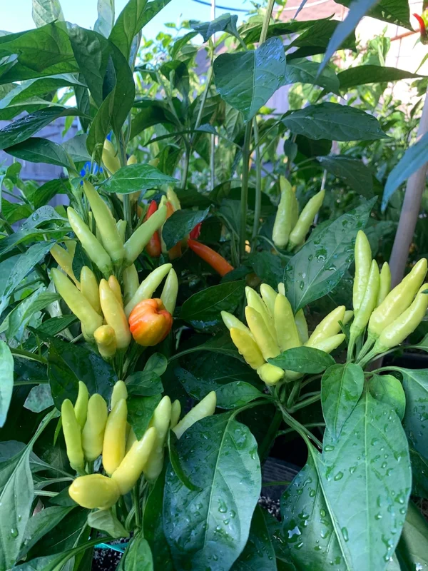 Thai Fire Finger Pepper Seeds - Heirloom Variety