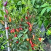 Thai Multi Color Bird Eye Pepper Seeds - Heirloom Variety