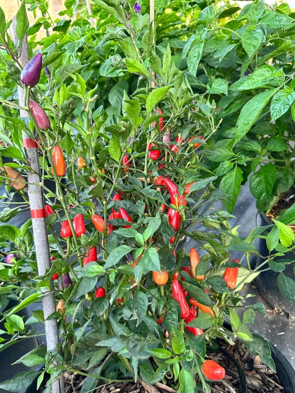 Thai Multi Color Bird Eye Pepper Seeds - Heirloom Variety