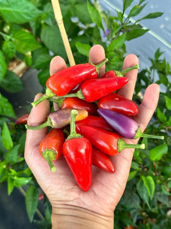 Thai Multi Color Bird Eye Pepper Seeds - Heirloom Variety