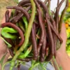 Thunder Cacho Brown Pepper Seeds - Heirloom Variety