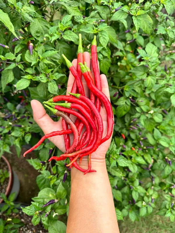 Thunder Jalapeño Pepper Seeds - Heirloom Vegetable Seeds