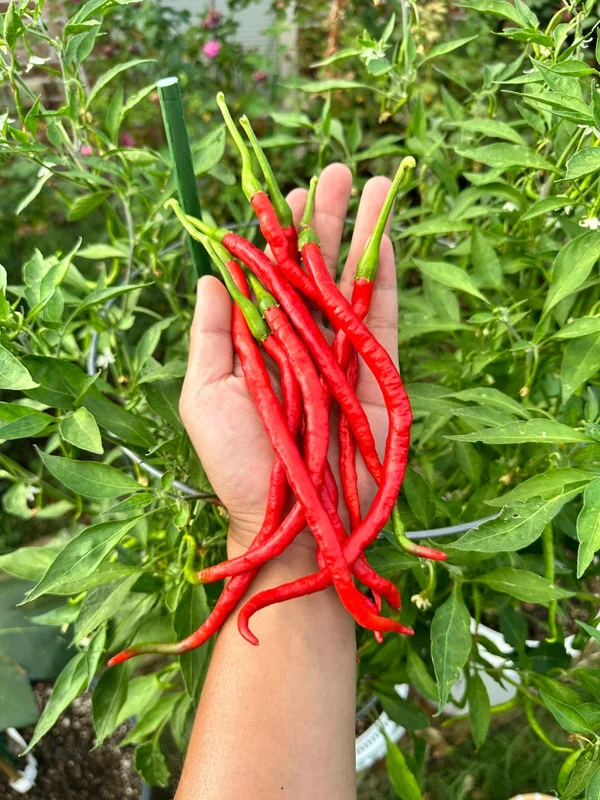 Thunder Jalapeño Pepper Seeds - Heirloom Vegetable Seeds