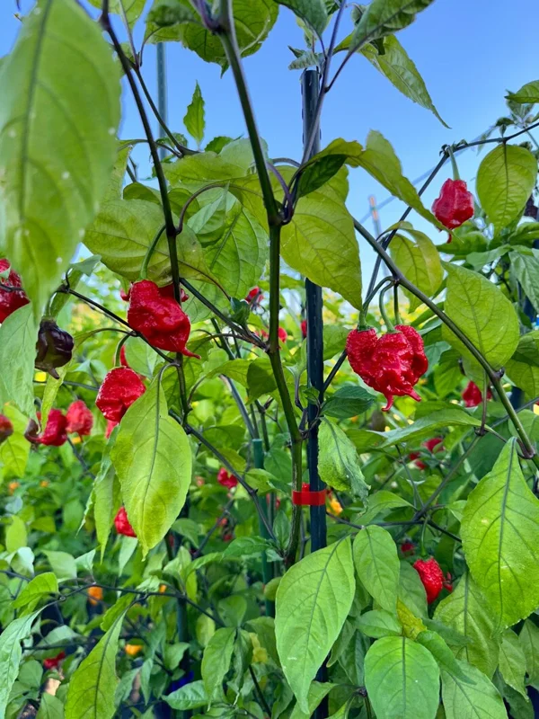 Tiberius Mauler Red Dark Leaf Pepper Seeds - Super Hot Variety