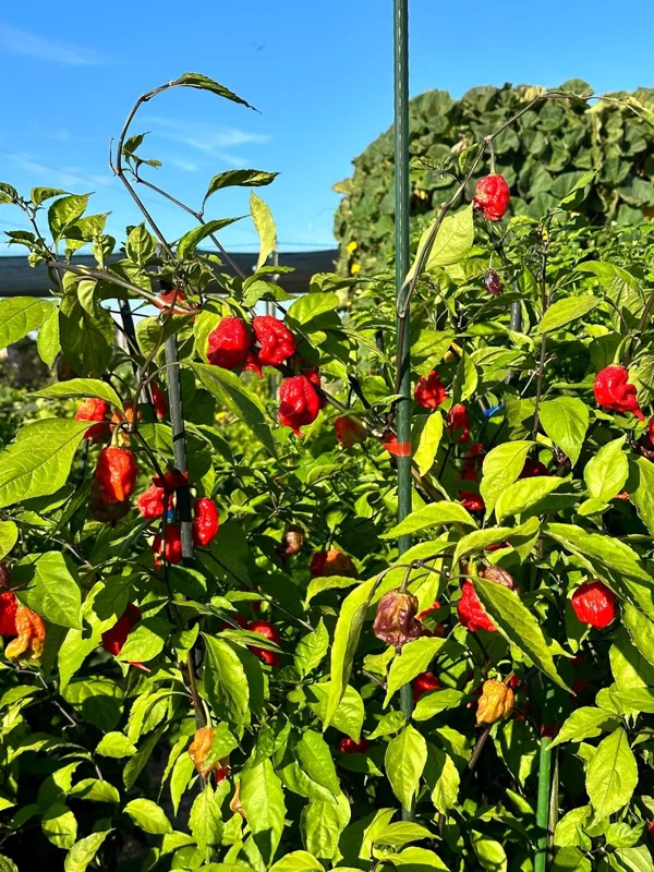 Tiberius Mauler Red Dark Leaf Pepper Seeds - Super Hot Variety
