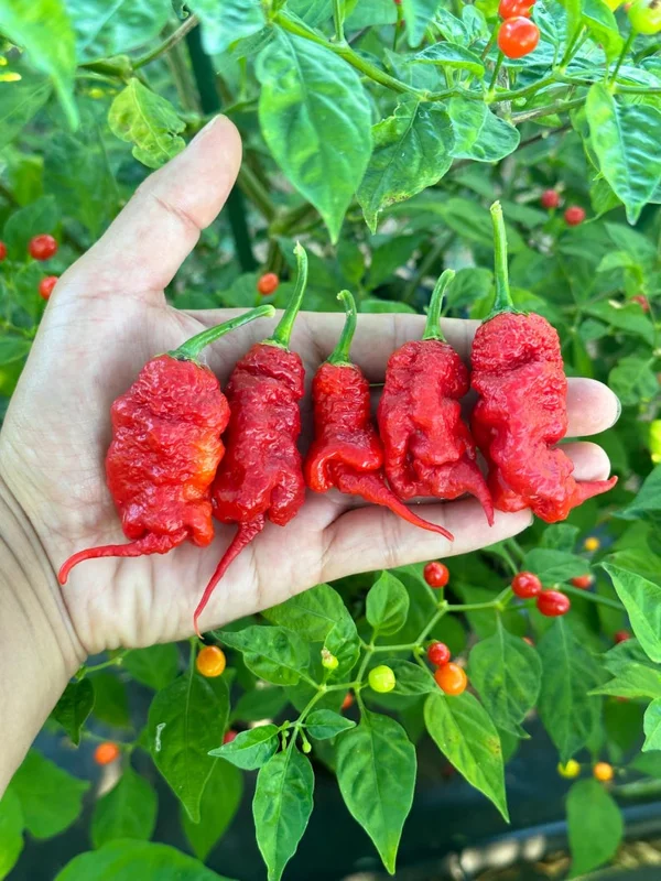 Tiberius Mauler Red Pepper Seeds - Super Hot & Gnarly