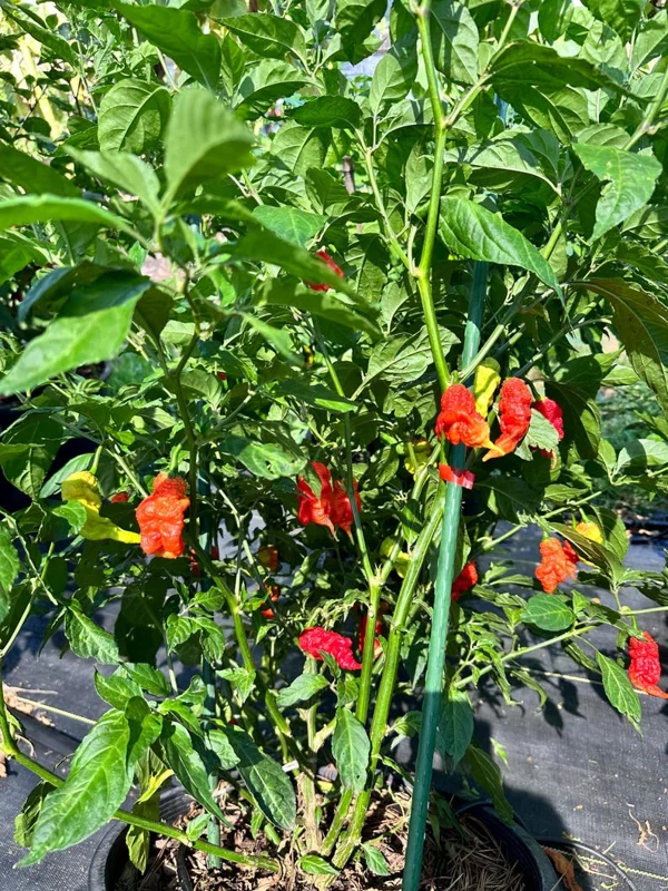 Tiberius Mauler Red Pepper Seeds - Super Hot & Gnarly