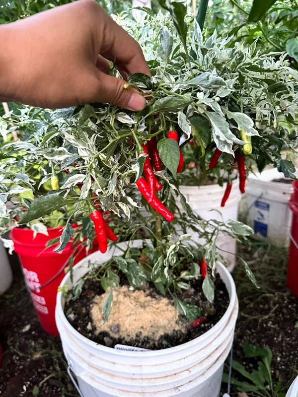 Tiger Thunder Long Pepper Seeds - Heirloom Variety - 12+ Seeds Pack