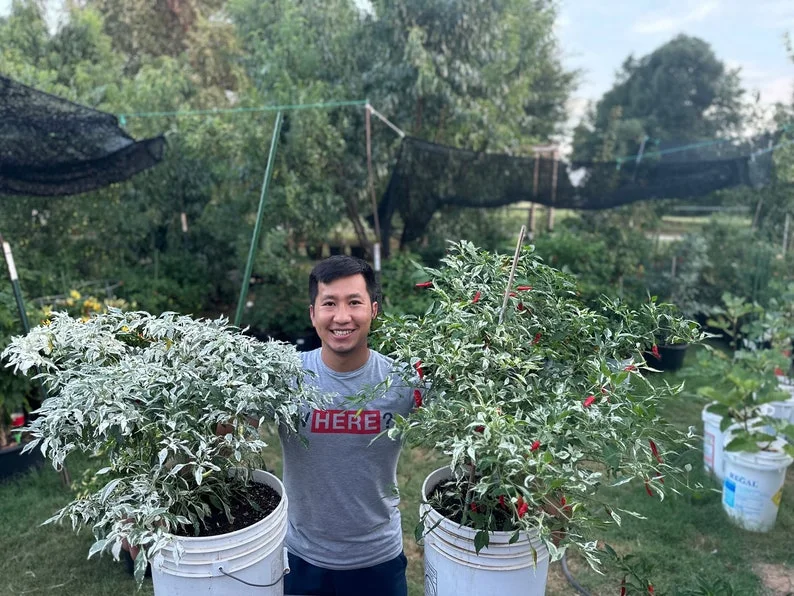 Tiger Thunder Long Pepper Seeds - Heirloom Variety - 12+ Seeds Pack