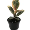 Tineke Rubber Tree Plant - Ficus - 4 Inch Pot - Indoor Plant