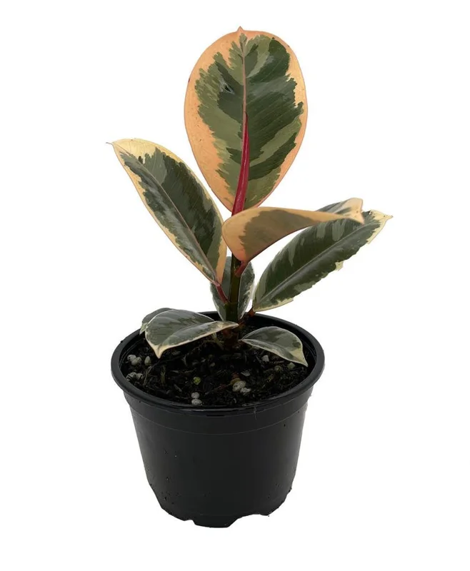 Tineke Rubber Tree Plant - Ficus - 4 Inch Pot - Indoor Plant