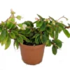 Tiny Gem Begonia Plant - 2.5 Inch Pot - Fairy Garden Terrarium Houseplant