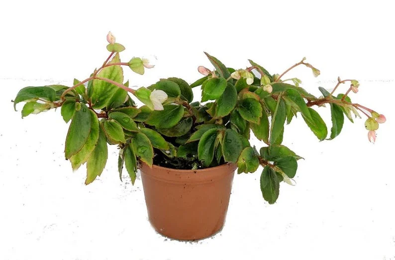 Tiny Gem Begonia Plant - 2.5 Inch Pot - Fairy Garden Terrarium Houseplant