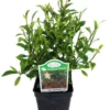 Tiny Limey Weeping Fig - Ficus Houseplant - 2.5" Pot - Indoor Bonsai