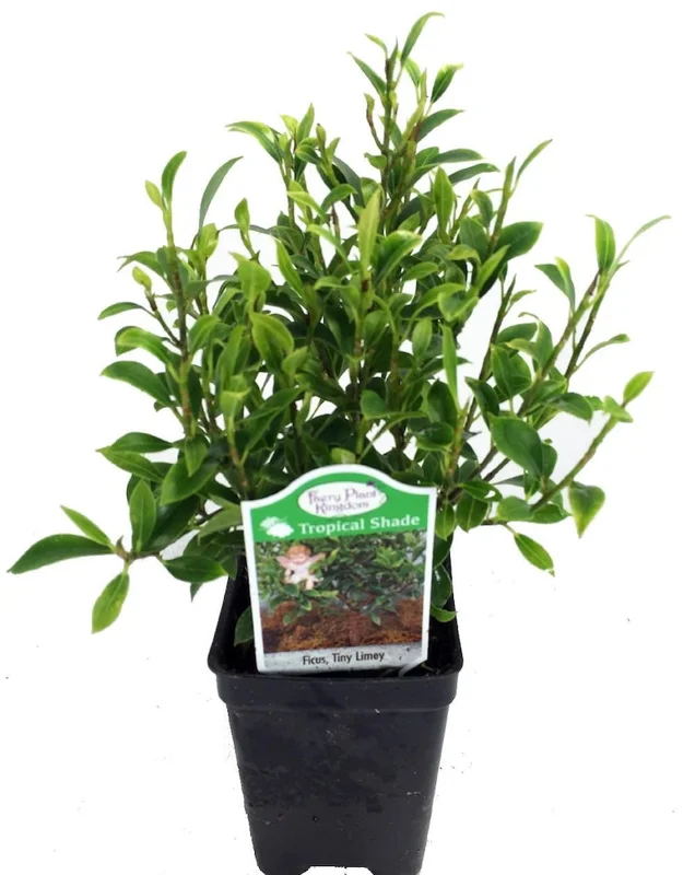 Tiny Limey Weeping Fig - Ficus Houseplant - 2.5" Pot - Indoor Bonsai