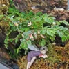 Tiny Pink Begonia Plant - 2.5" Pot - Fairy Garden Houseplant