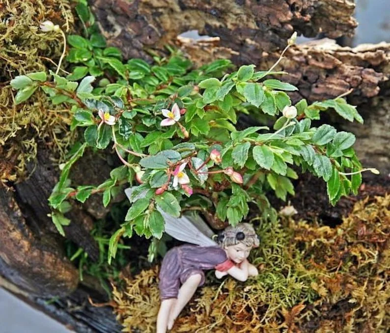 Tiny Pink Begonia Plant - 2.5" Pot - Fairy Garden Houseplant