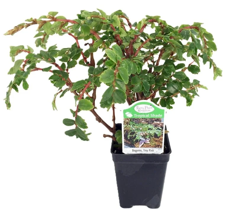Tiny Pink Begonia Plant - 2.5" Pot - Fairy Garden Houseplant