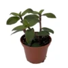 Tradescantia Gothic Trailing House Plant - 2.5 Inch Pot - Indoor Plant
