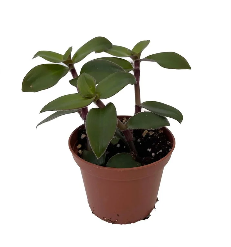 Tradescantia Gothic Trailing House Plant - 2.5 Inch Pot - Indoor Plant