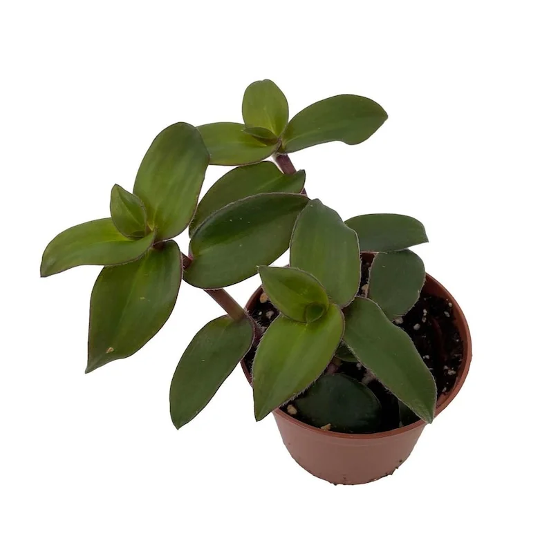 Tradescantia Gothic Trailing House Plant - 2.5 Inch Pot - Indoor Plant