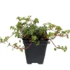 Trailing Pilea Houseplant 2.5" Pot - Fairy Garden Plant