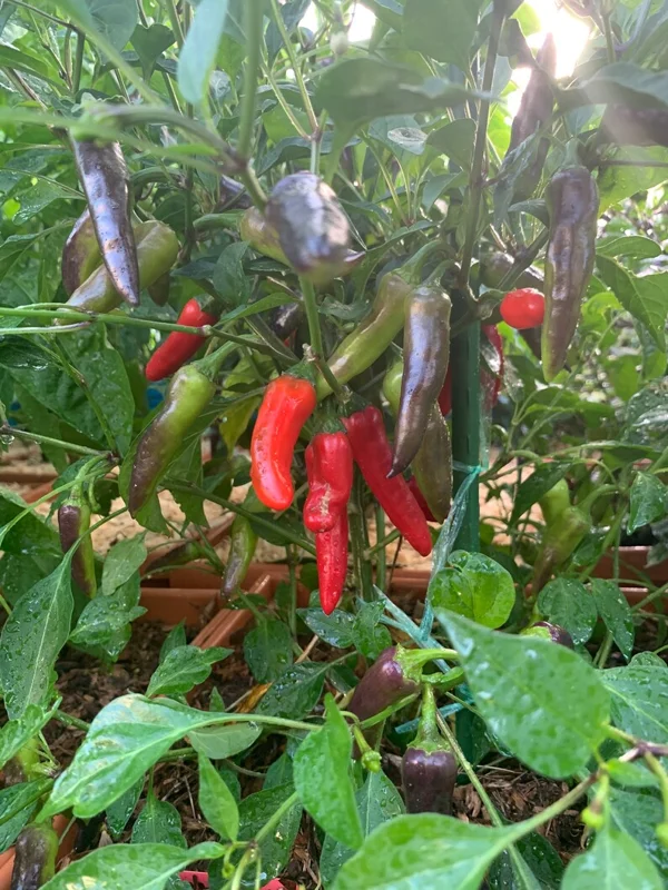 Tri-Thai Pepper Seeds - Heirloom Variety - 12+ Seeds Per Pack