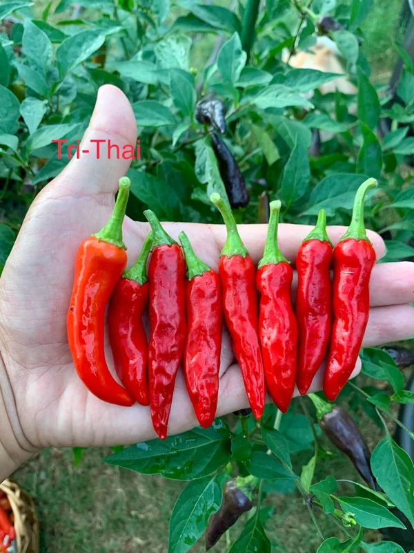 Tri-Thai Pepper Seeds - Heirloom Variety - 12+ Seeds Per Pack