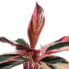 Tricolor Prayer Plant Stromanthe triostar - Live Plant - 4 Inch Pot