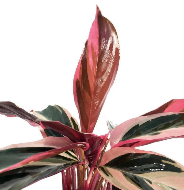 Tricolor Prayer Plant Stromanthe triostar - Live Plant - 4 Inch Pot