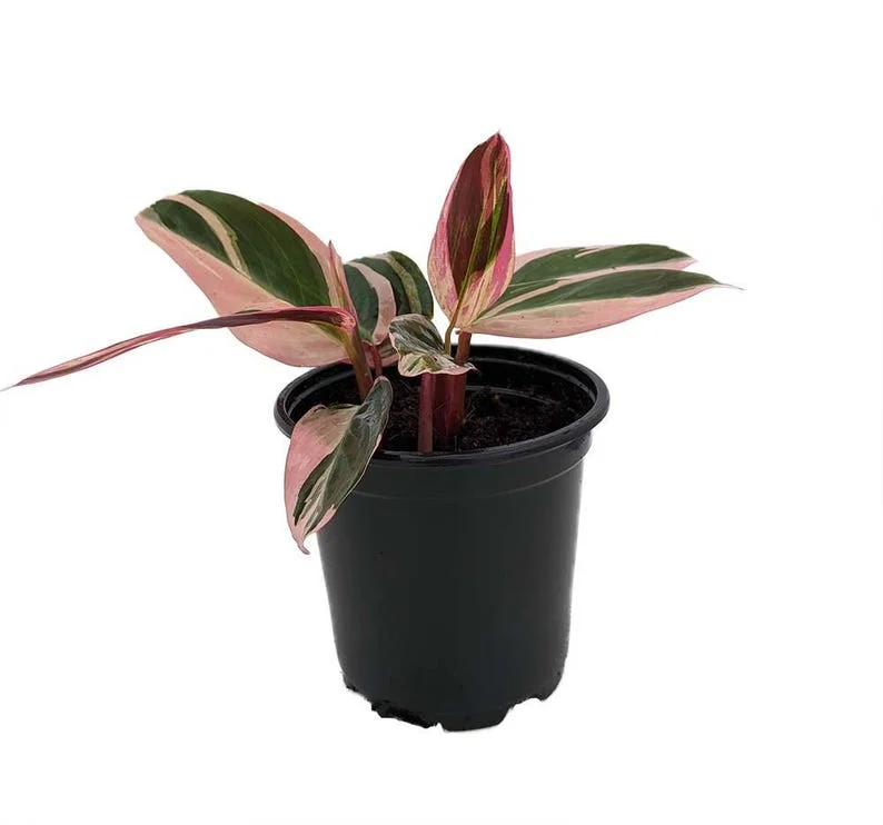 Tricolor Prayer Plant Stromanthe triostar - Live Plant - 4 Inch Pot