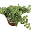 Tricolor Sedum Variegata - 2.5" Potted Plant - Fairy Garden Houseplant