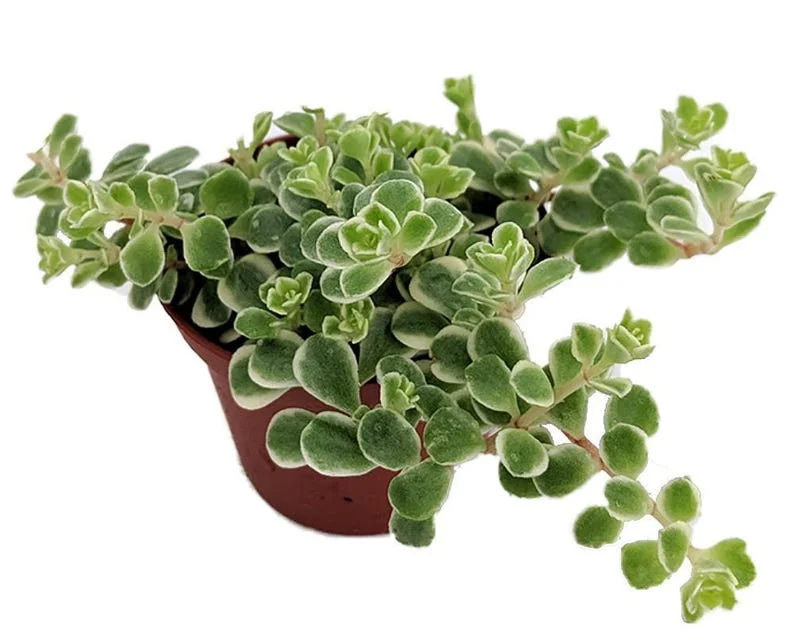 Tricolor Sedum Variegata - 2.5" Potted Plant - Fairy Garden Houseplant
