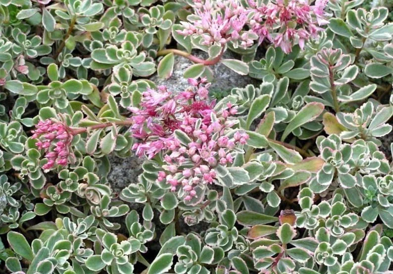 Tricolor Sedum Variegata - 2.5" Potted Plant - Fairy Garden Houseplant