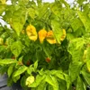 Trinidad Moruga Scorpion Gold Pepper Seeds - Super Hot Variety
