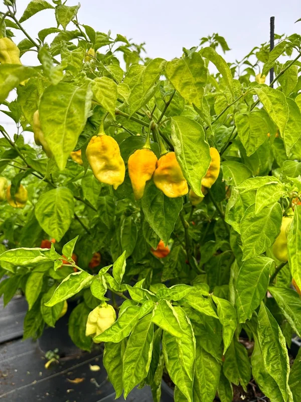 Trinidad Moruga Scorpion Gold Pepper Seeds - Super Hot Variety