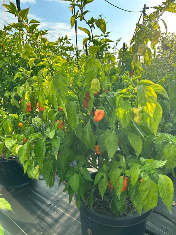 Trinidad Moruga Scorpion Gold Pepper Seeds - Super Hot Variety