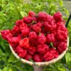 Trinidad Moruga Scorpion Pepper Seeds - Super Hot Variety