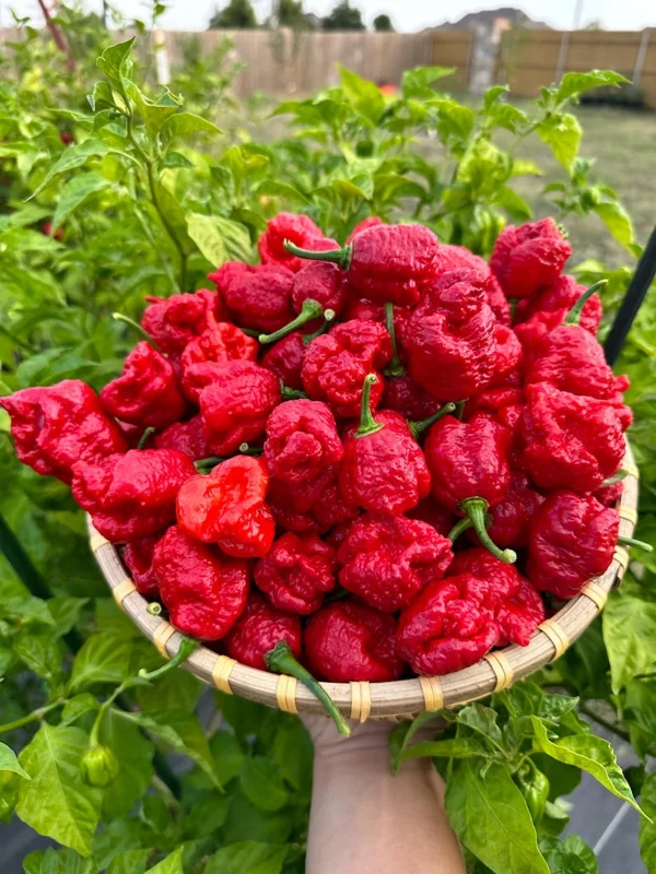 Trinidad Moruga Scorpion Pepper Seeds - Super Hot Variety