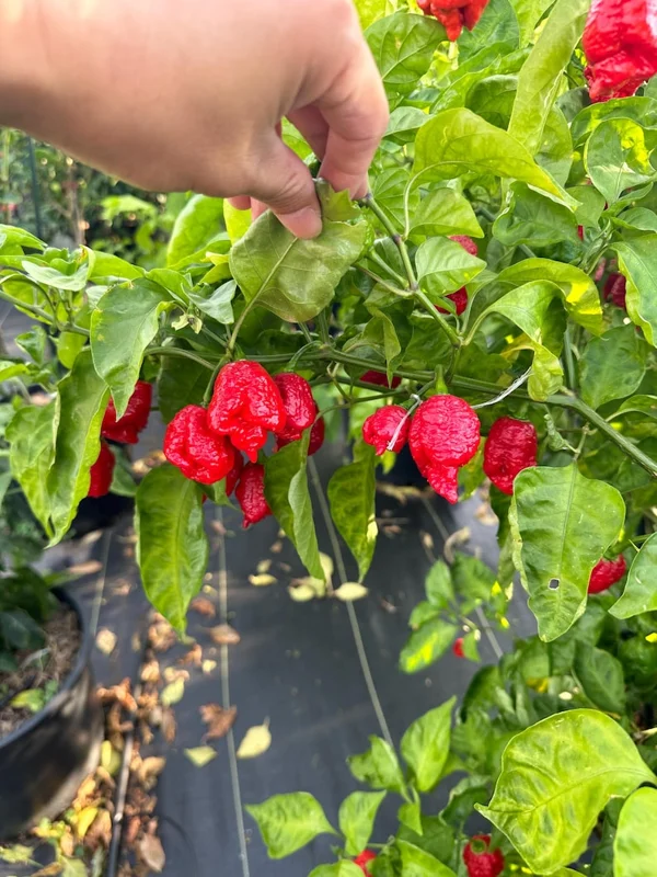 Trinidad Moruga Scorpion Pepper Seeds - Super Hot Variety